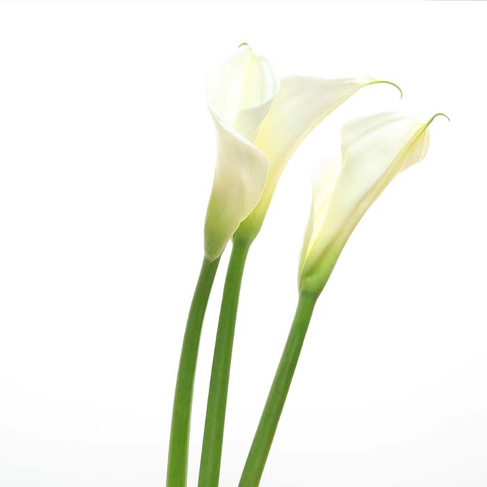 코수술에 가장 선호되는 보형물 실리콘 썸네일 이미지