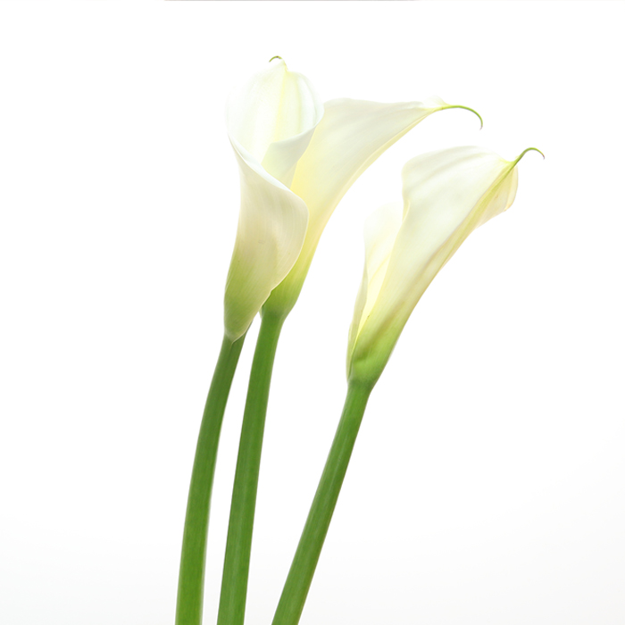 인기많은 필러, 시술 전 제대로 알아보아요  썸네일 이미지