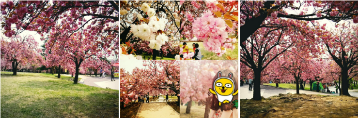 경주 불국사 왕벚꽃나무